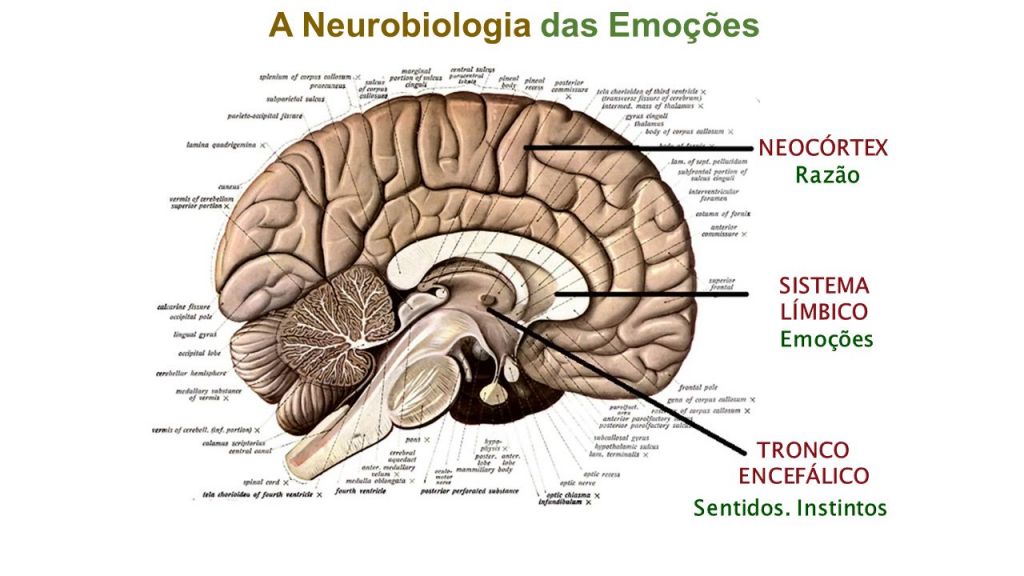 A Neurobiologia das Emoções